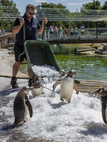 zoo-penguins-pi–1400764