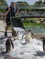 zoo-penguins-pi–1400764