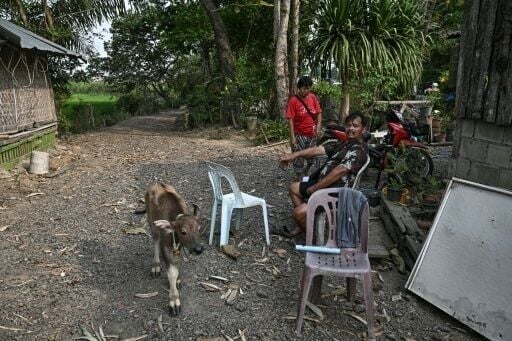 Farmers Siriporn and Amnat Taidee, who have previously treated their rice fields with microbial solution Soil Digest, in Chiang Rai province