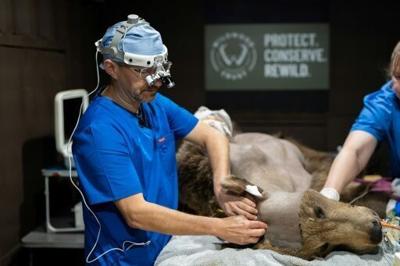 First brown bear to have brain surgery emerges from hibernation
