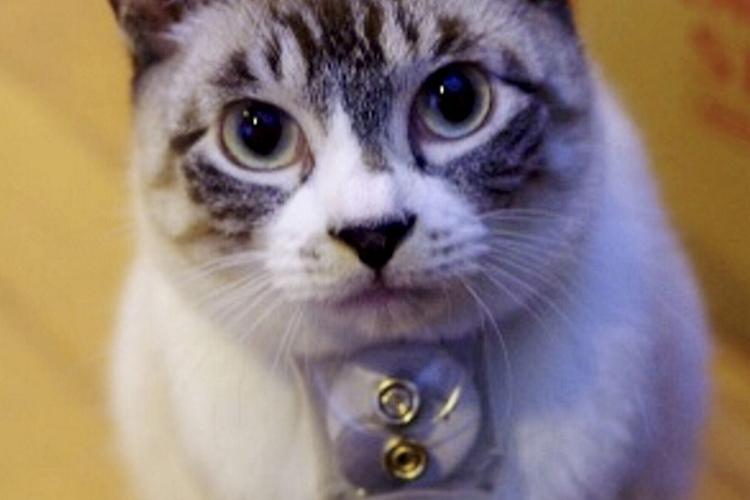 Cat owners who spend lots of time with their pets tend to have more positive moods