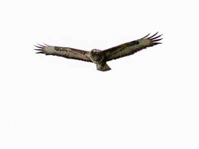 Dive-bombing buzzard randomly attacks jogger