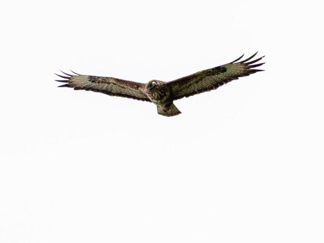 Dive-bombing buzzard randomly attacks jogger