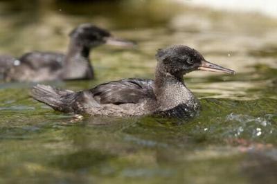 Prague zoo breeds near-extinct Brazilian mergansers