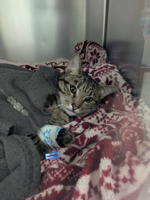 Cat gets emergency surgery after eating 37 hair ties