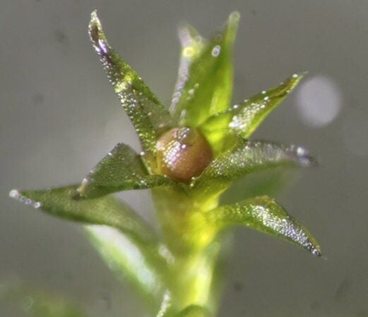 Moss survives nine months in outer space