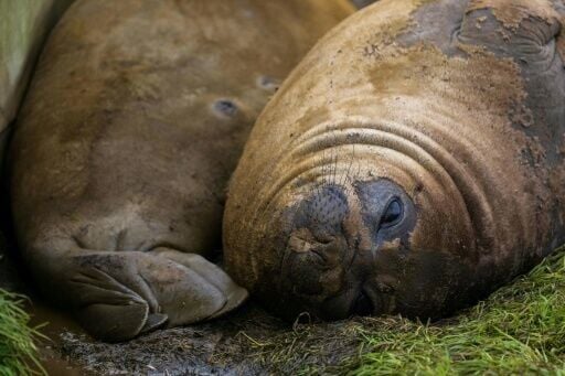 Elephant seals have been hit hard by a bird flu outbreak that has spread across the world