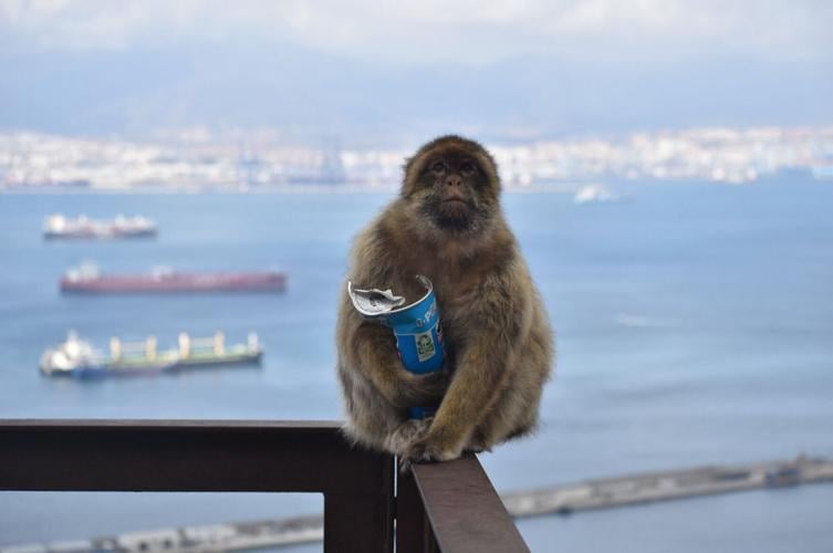 Gibraltar’s monkeys “self-medicate” to help them digest tourists junk food
