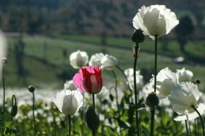 Myanmar has long ranked among the world's top opium poppy producers
