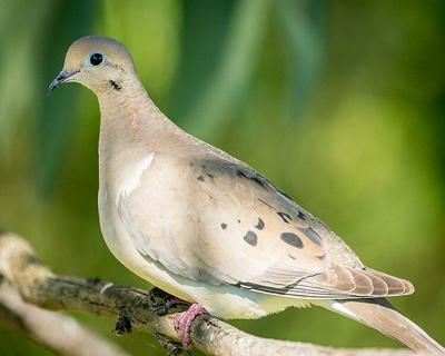 Local dove season opens Labor Day weekend