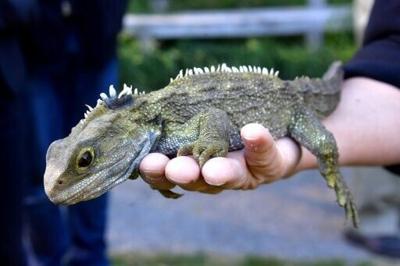 New Zealand's tuatara reptile, which bears some striking similarities to the lizard ancestor discovered in England