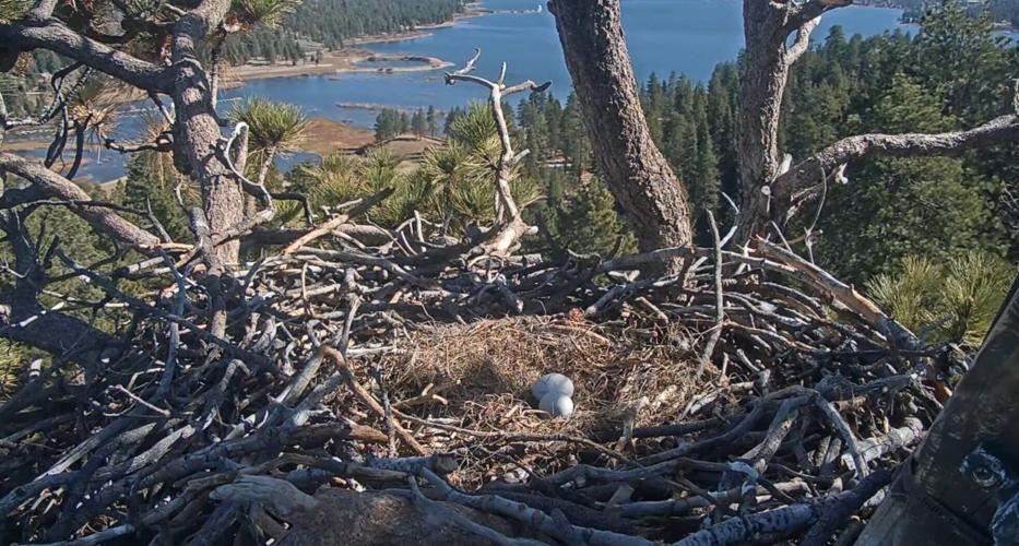Famous bald eagles lose first 2026 eggs after raven attack during YouTube stream