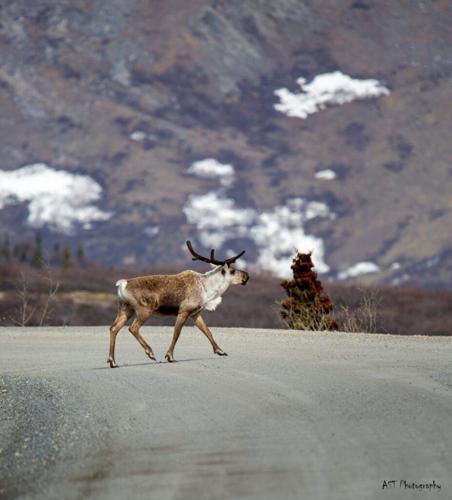 alaksa wildlife photography caribou