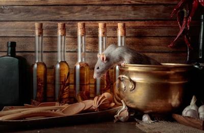 There Are Rodents in 10.7% of Alabama Households, 14th Lowest in the U.S.