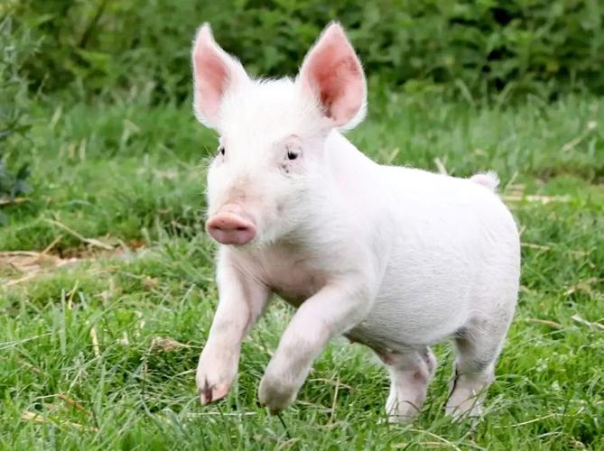 Piglet saved from the chop becomes a real-life Babe