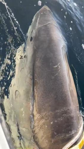 Biggest great white shark ever recorded heading to new holiday hotspot