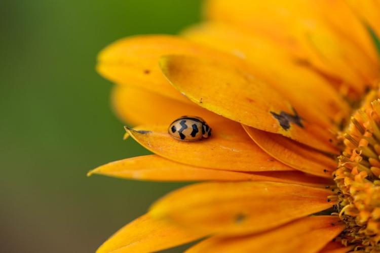 pexels-manish-sharma-1900698-31140879
