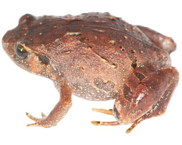 Seven new species of frog discovered on island