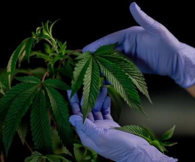 New brokerage office to open in Alabama to support medical cannabis market