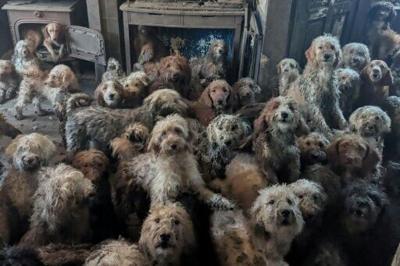 This undated handout photo by the Royal Society for the Prevention of Cruelty to Animals (RSPCA) shows some of the 250 poodle-cross dogs rescued from one UK home