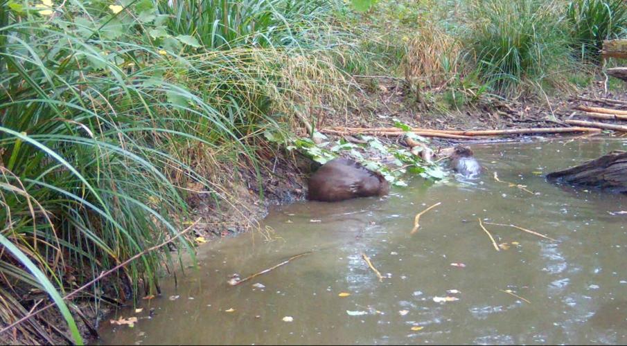 Camera trap footage shows beavers working together to create dam