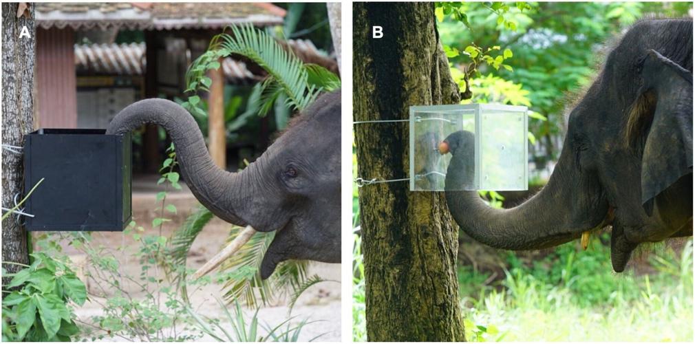 Elephants can think before they act and resist impulsive behaviour, reveals study