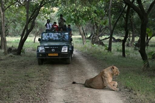 Local communities fiercely protect the lions for cultural, religious and economic reasons, because they attract tourists