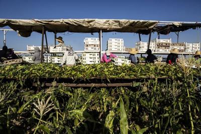 Farmworkers harvest corn in a field. Much of U.S. agriculture, including Idaho's dairy industry, relies on immigrant labor.