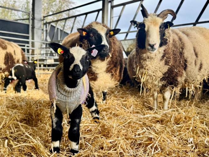 Woolly jumpers help chilly Barnsley lambs beat the cold snap