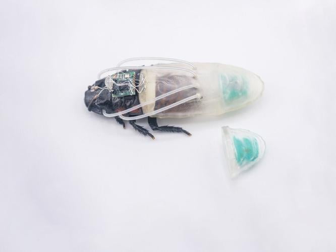 cybercockroach_featured