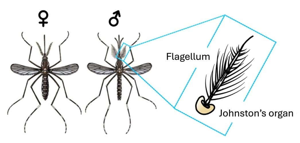 Mosquito populations could be decimated by preventing them from seeking out mates