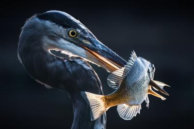 Great blue heron from ADCRN