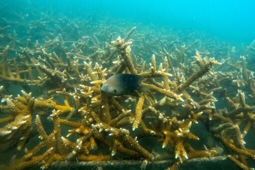 Coral, a living organism, is vital for marine biodiversity