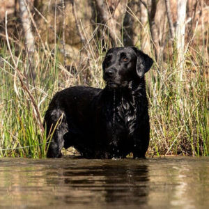 Black dog at Wetumpka Wildlife Arts Festival