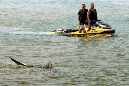 'Alpha predator' sharks and humans clash on an Israeli beach