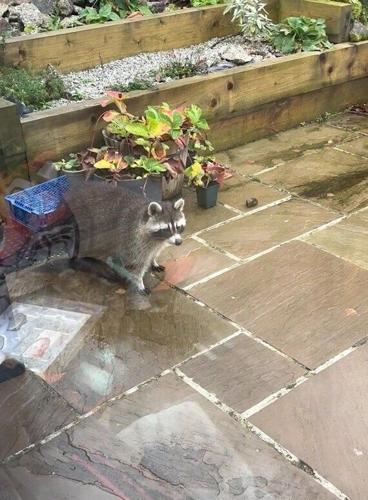 Raccoon on the loose spotted roaming freely in woman’s garden