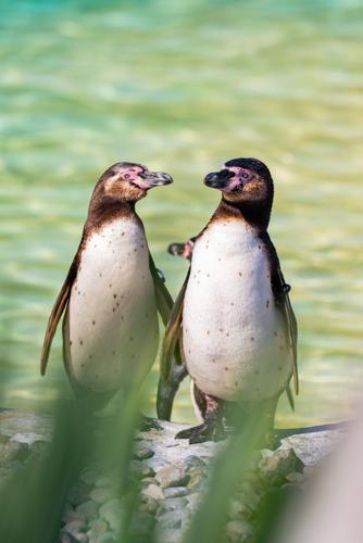 Gay penguin couple hatch and raise chick at UK zoo