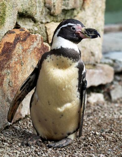 World’s oldest Humboldt penguin turns 38 with cake and favourite snacks
