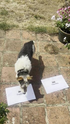 “Psychic” dog picks England to beat Argentina tonight at World Cup