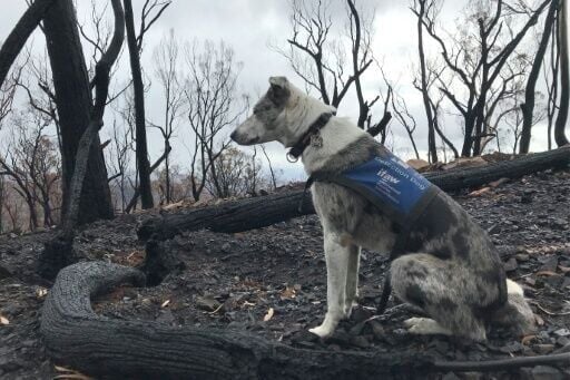 The 11-year-old Koolie was one of the first dogs trained to detect koalas