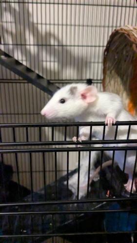 Family ‘lose almost everything’ in devastating house fire caused by pet rat