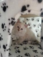 Cat missing 10 years found, but owner can’t get her back