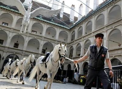 The animal abuse allegations are the latest headache for the classical dressage institution founded in 1565