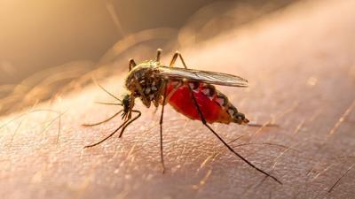 Why do mosquito bites itch? The science and how to stop it