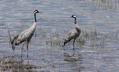 Fins, Feather, and Flowers in Eufaula set for Feb. 17-19