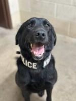 Thomasville K-9 to receive body armor donation