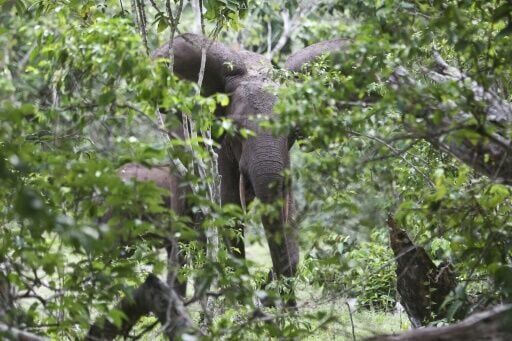 Gabon forest elephant forays into villages spark ire