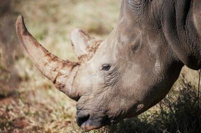 70 South African white rhinos to be relocated to Rwanda