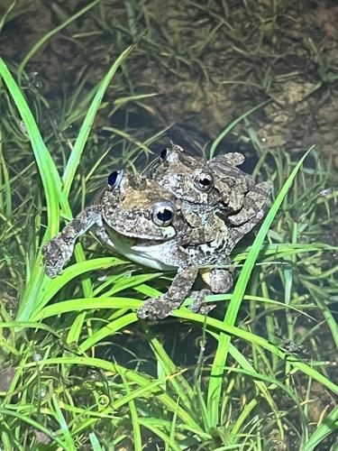Female treefrogs have trouble picking mates when spoiled for choice, reveals study