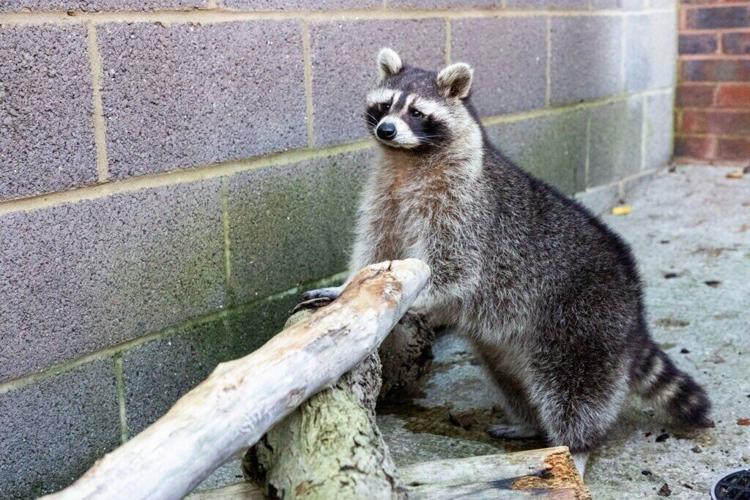 Overweight raccoon rescued after being spotted roaming freely in woman’s garden